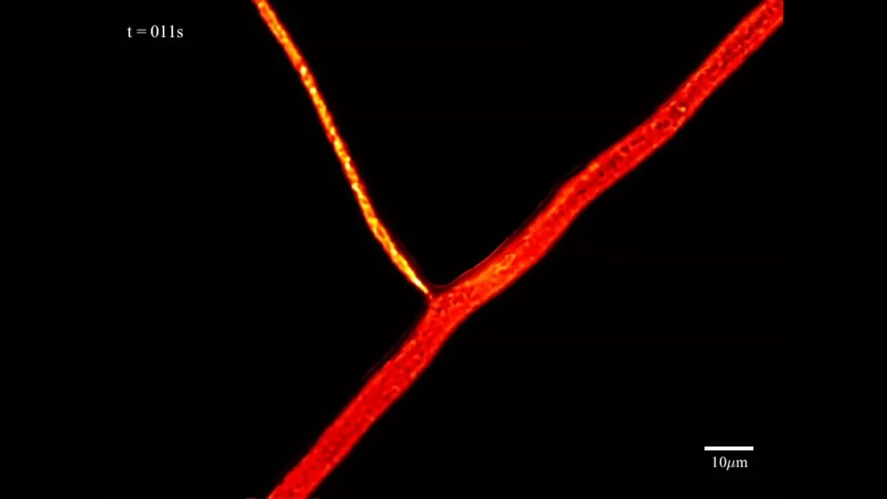 Cytoplasmic flows inside open-pipe networks of arbuscular mycorrhizal fungi (AMOLF/VU/SPUN)