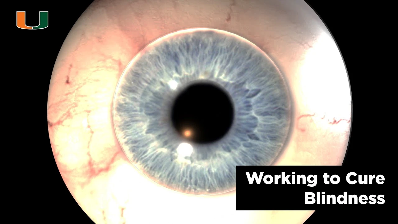 Paving the way for human eye transplants